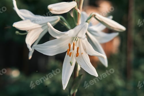 Preview: Closeup shot of blooming Madonna Lily flowers