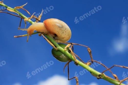 Preview: Snail crawling on a branch against the blue sky