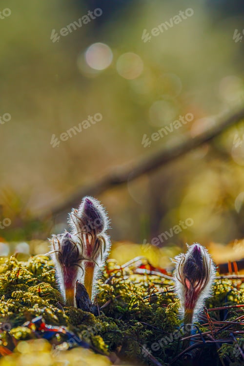 Preview: Pasque flowers blooming in the spring, Lithuania