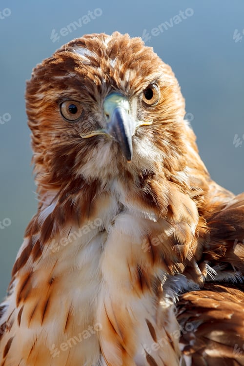 Preview: Eagle of red tail (Buteo jamaicensis)