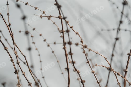 Preview: Natural abstract background with dry plants