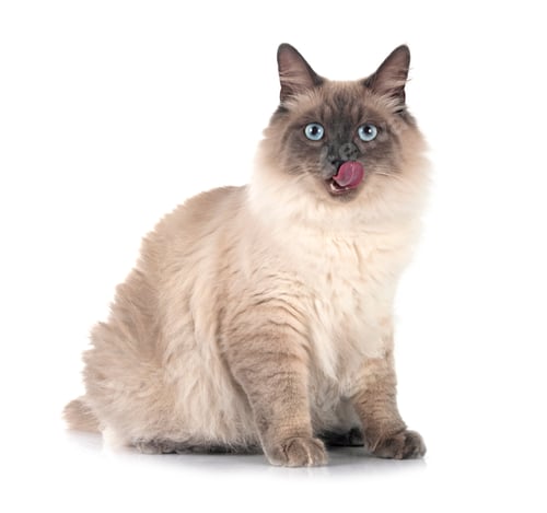 Preview: siberian cat in studio