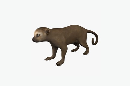 Preview: Meerkats standing profile