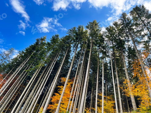 Preview: A colorful autumn morning in the Carpathian forest