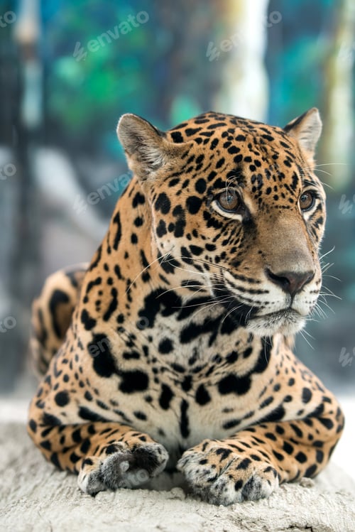 Preview: jaguar ( Panthera onca )