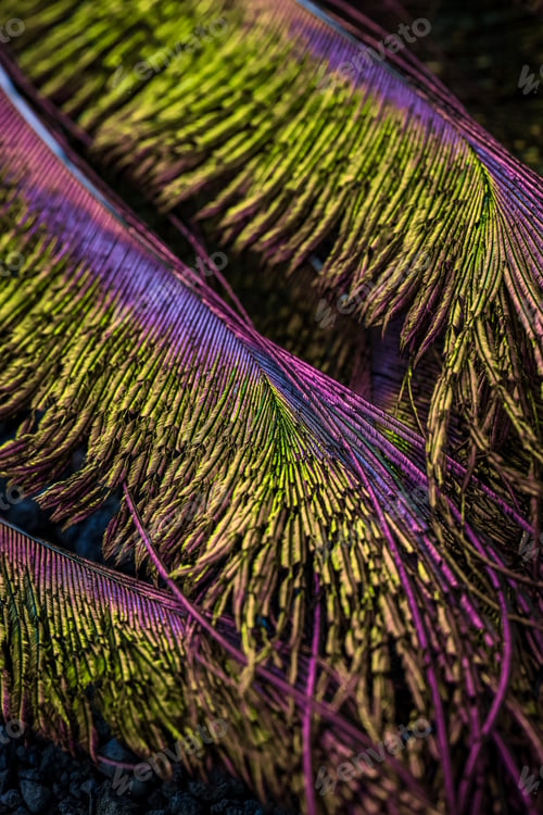 Preview: Macro view of bird feather.