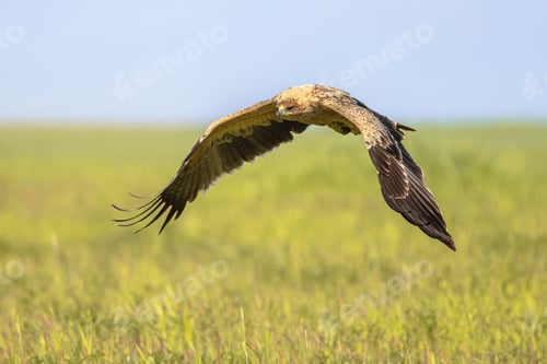 Preview: Spanish imperial eagle flying on bright background