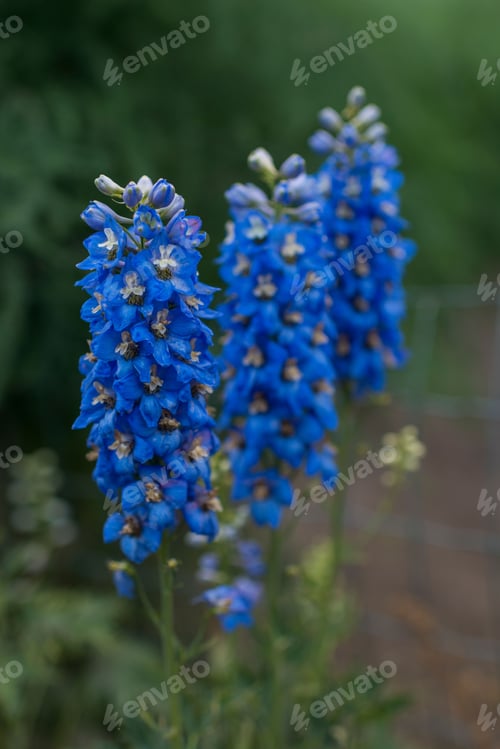 Preview: Vertical close-up of vibrant blue delphinium flowers in a garden