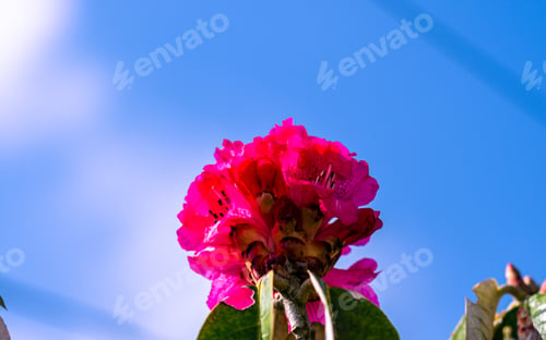 Preview: blossom Rhododron flower