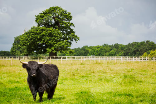 Preview: Black Highland cattle in grassland, a farming landscape.
