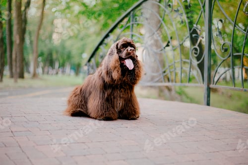 Preview: English Cocker Spaniel dog at the park. Beautiful dog on green grass.