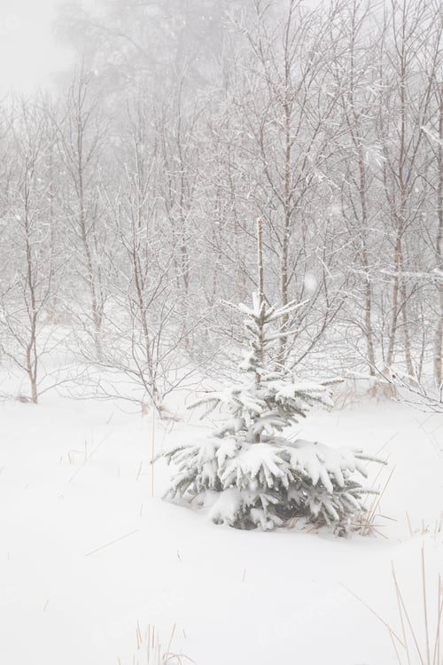 Preview: spruce tree in deep snow