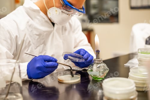 Preview: A male scientist plating bacterial culture plate beside flame
