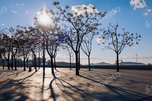 Preview: Beautiful silhouettes of trees with shadows under sun on embankment alley