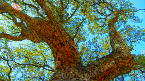 Preview: Sunlight shines through the branches of tree against blue sky. Big beautiful tree with a long branch