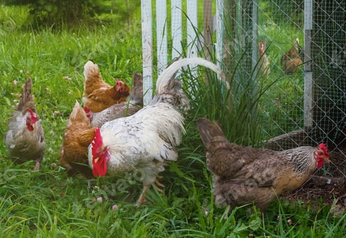 Preview: Small business has its own poultry farm breeding chickens for a healthy and healthy diet