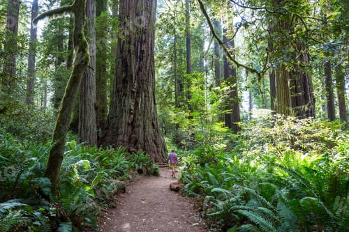 Preview: Sequoia