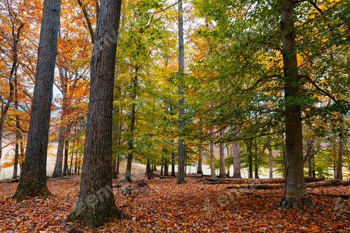 Preview: Peaceful scenery in fall