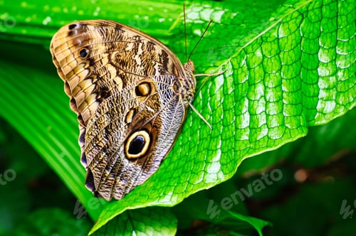 Preview: Butterflies on beautiful plants