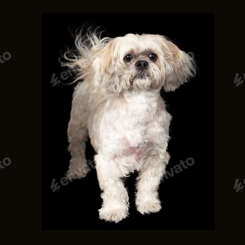 Preview: Lhasa Apso Dog Black Background