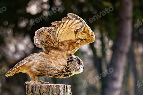 Preview: an owl sitting on top of a wooden post with its wings folded