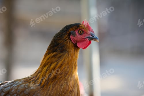 Preview: Domestic chicken walking outdoors on a summer day
