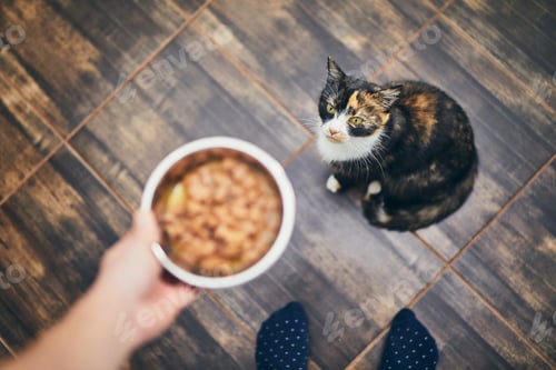 Preview: Domestic life with pet. Man holding bowl with feeding for his hungry cat.