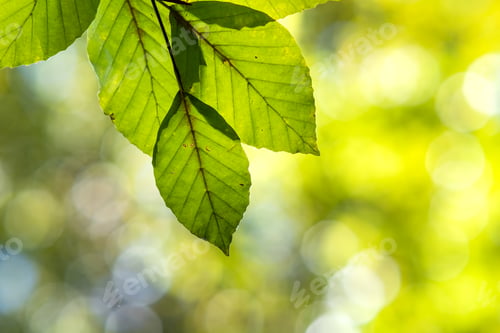 Preview: Close up of bright vibrant yellow leaves on a tree branches in autumn park. Detail of fall forest