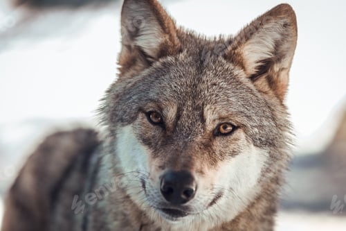 Preview: Wolf on hill near stones and snow