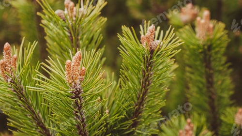 Preview: Young spruce and pine regrowth grew on plot. Afforestation. Small young coniferous flowers or cones