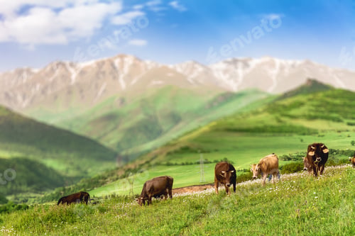 Preview: cows grazing in mountains