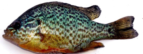 Preview: Lepomis gibbosus fish