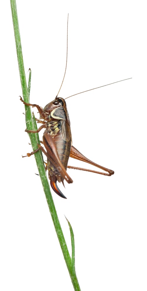 Vorschau: Weiblicher Schildrücken Katydid, Platycleis tessellata, vor weißem Hintergrund