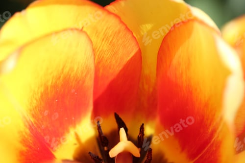 Preview: Tulip