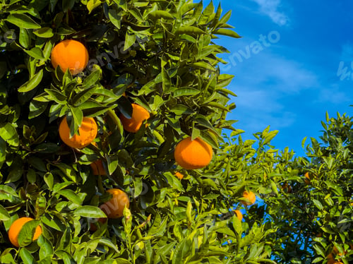 Preview: Oranges grow on a tree under a blue sky during daytime with bright sunlight