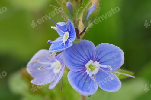 Preview: Colorful closeup on the emerald blue flower of the germander speedwell, Veronica chamaedrys