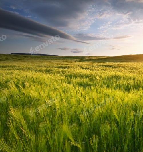 Preview: Meadow of wheat.