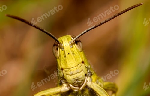 Preview: Grasshopper, Sierra de Guadarrama National Park, Spain