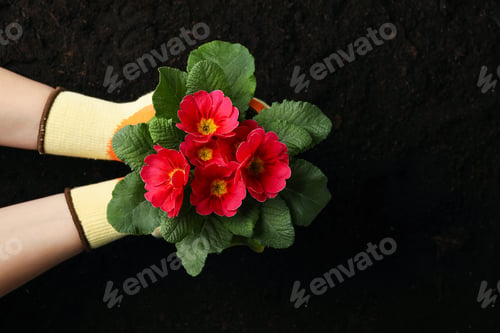 Preview: Woman hold pot with flower on soil background, top view