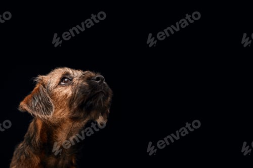 Preview: Close Up Studio Portrait Of Border Terrier Puppy Against Black Background
