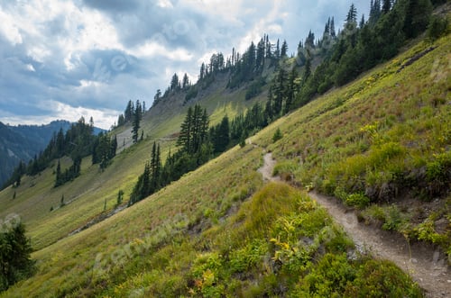 Preview: View of the Pacific Crest Trail in alpine meadow, Goat Rocks Wilderness, Gifford Pinchot National