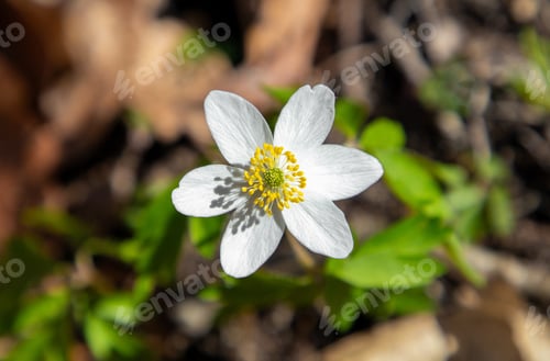 Preview: a white flower with the center of a yellow pollen on its white petals