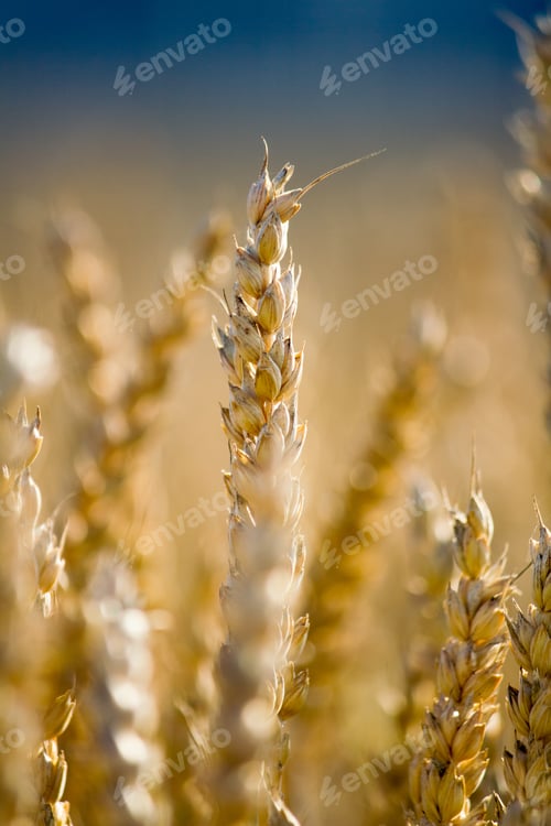 Preview: Khorasan wheat or Oriental wheat, commercially known as Kamut, is a tetraploid wheat species.