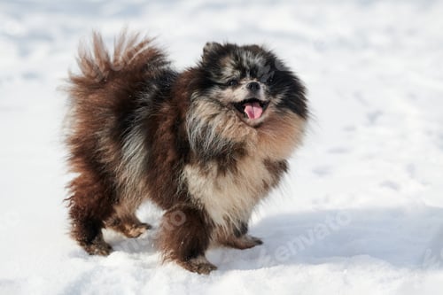 Preview: Happy Pomeranian Spitz dog walking on snow full size winter portrait, black marble with tan Spitz