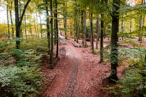 Preview: Beautiful path in the forest. Aerial view of wildlife.