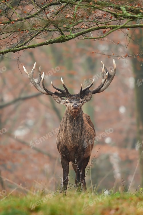 Preview: Red deer (Cervus elaphus)