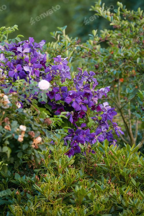 Purple Flowers Bloom Among Green Foliage in Garden