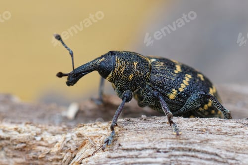 Preview: Closeup of the colorful large pine weevil, Hylobius abietis