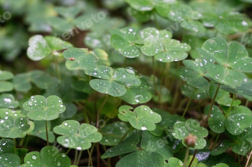 Preview: Closeup shot of green leaves covered with dewdrops