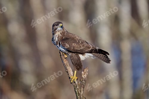 Preview: Common buzzard (Buteo buteo)